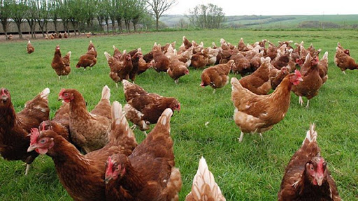 granja inversión gallinas huevos