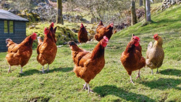 granja inversión gallinas huevos venta
